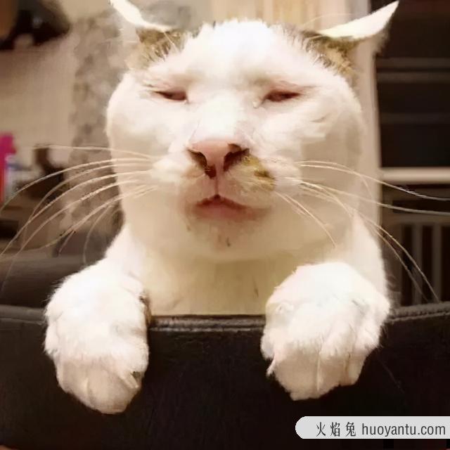 世界上最丑的猫长什么样(世界上最丑的猫图片)