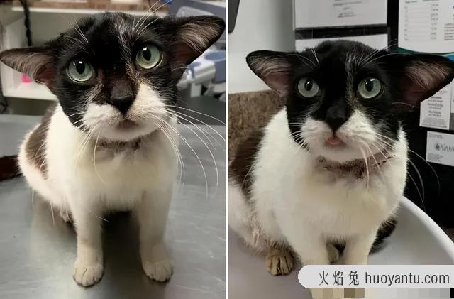 世界上最丑的猫长什么样(世界上最丑的猫图片)