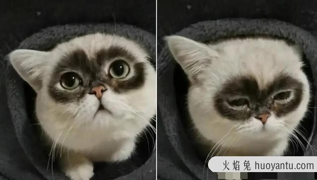 世界上最丑的猫长什么样(世界上最丑的猫图片)