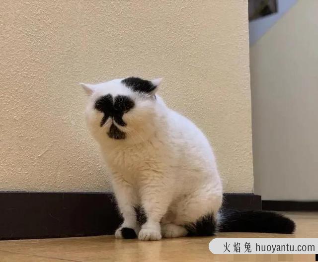 世界上最丑的猫长什么样(世界上最丑的猫图片)