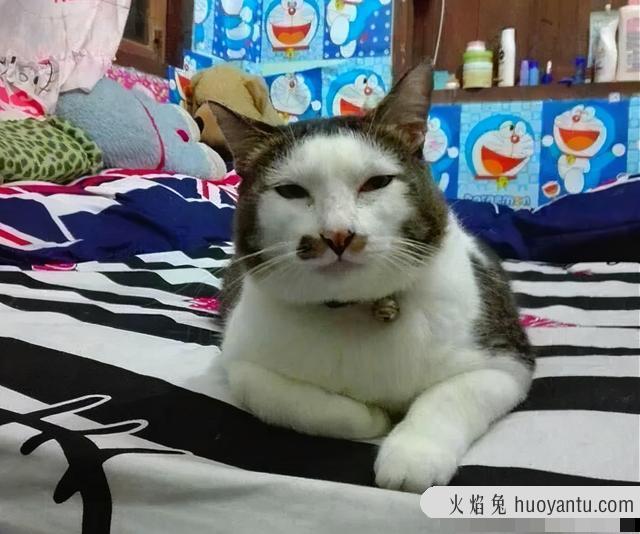 世界上最丑的猫长什么样(世界上最丑的猫图片)