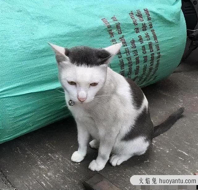 世界上最丑的猫长什么样(世界上最丑的猫图片)