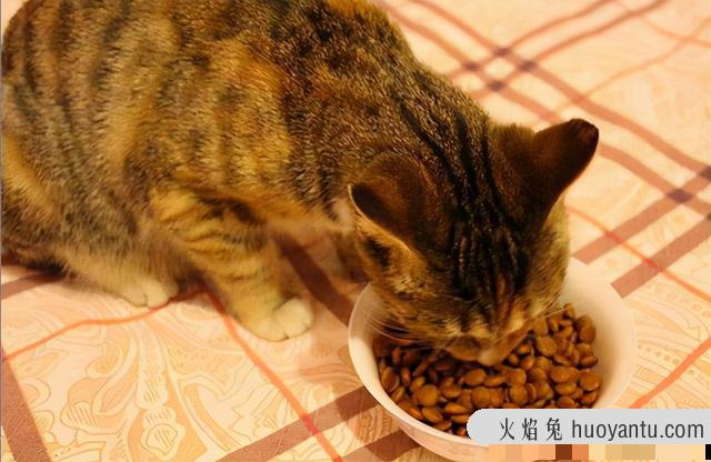 小猫的尾巴像什么(小猫的尾巴像什么有什么作用)