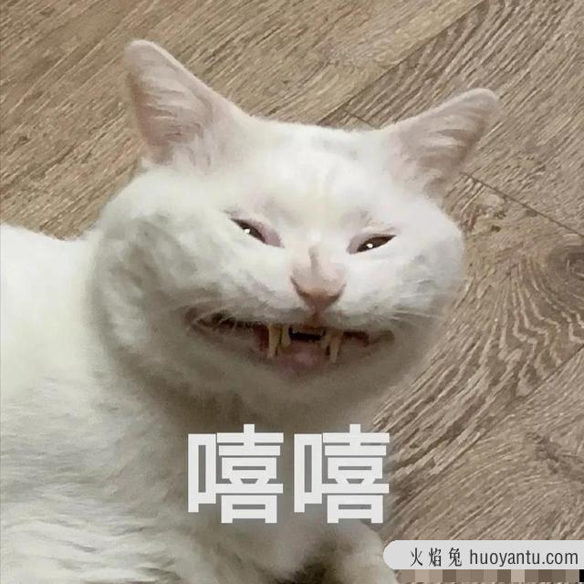 世界上最丑的猫长什么样(世界上最丑的猫图片)