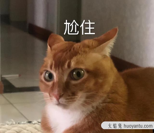 世界上最丑的猫长什么样(世界上最丑的猫图片)