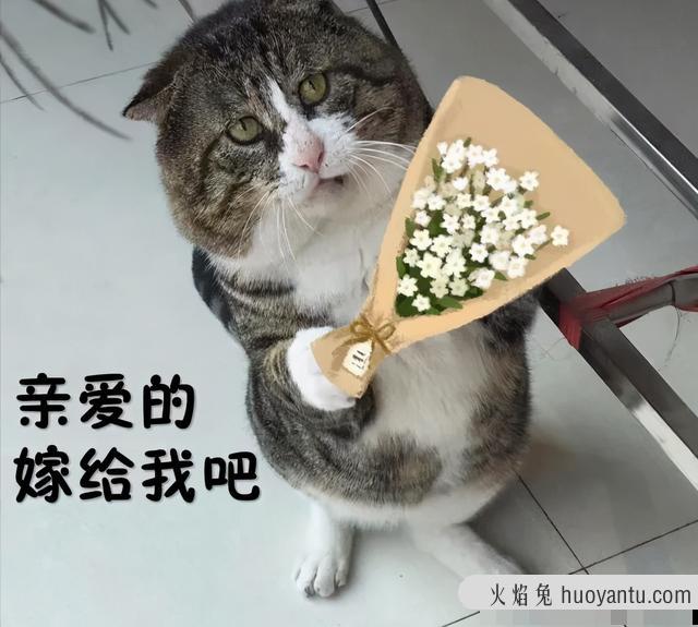 世界上最丑的猫长什么样(世界上最丑的猫图片)