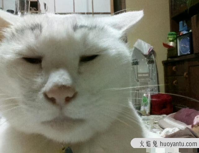 世界上最丑的猫长什么样(世界上最丑的猫图片)