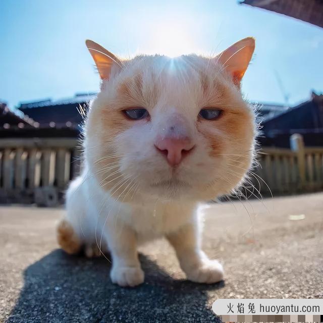 世界上最丑的猫长什么样(世界上最丑的猫图片)