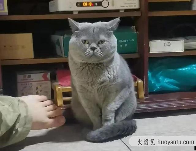 世界上最丑的猫长什么样(世界上最丑的猫图片)