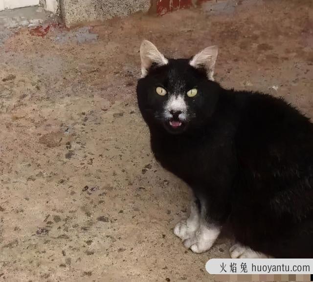 世界上最丑的猫长什么样(世界上最丑的猫图片)