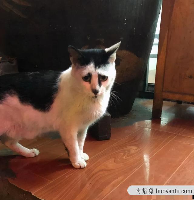 世界上最丑的猫长什么样(世界上最丑的猫图片)