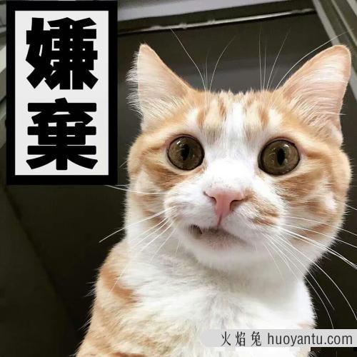 猫乱尿原因是什么(猫乱尿怎么解决方法)