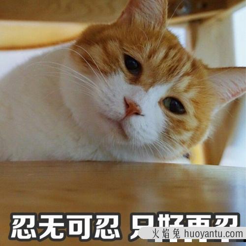 猫乱尿原因是什么(猫乱尿怎么解决方法)