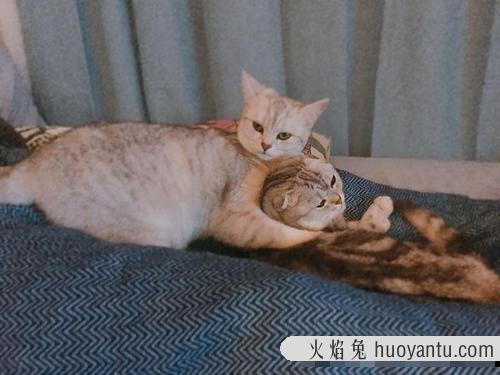 猫乱尿原因是什么(猫乱尿怎么解决方法)