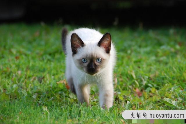 顿斯科伊猫图片(顿斯科伊猫多少钱一只)