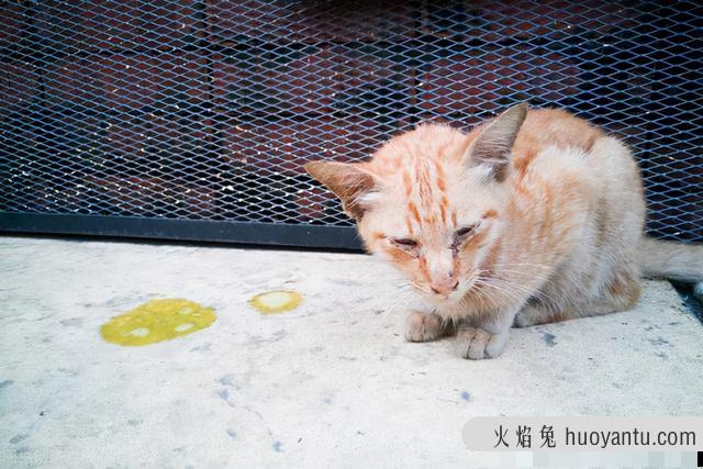 猫吐黄黄的糊是什么(猫吐黄黄的糊是什么情况)