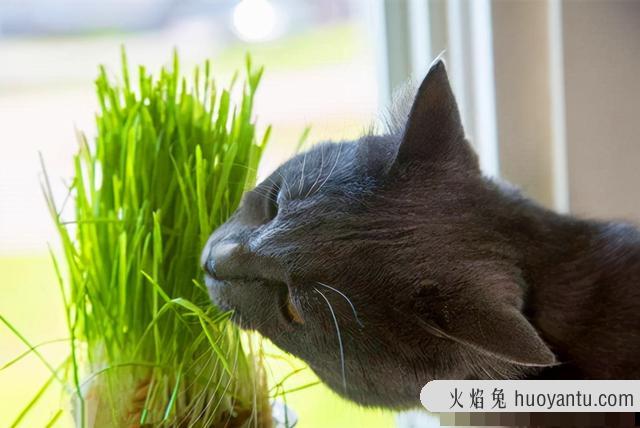 猫吐黄黄的糊是什么(猫吐黄黄的糊是什么情况)