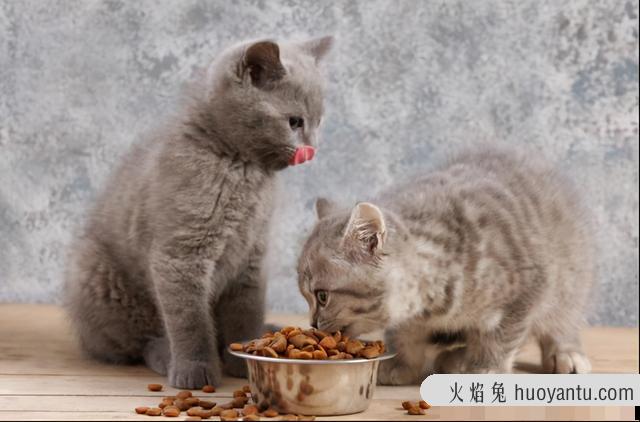 猫吐黄黄的糊是什么(猫吐黄黄的糊是什么情况)