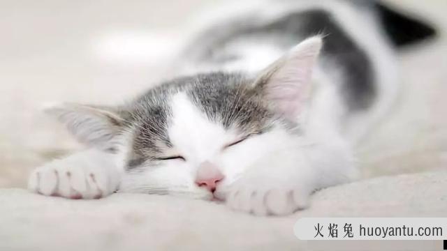 猫的日语怎么写(猫的日语怎么读)