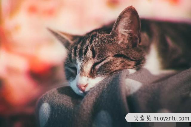 猫的日语怎么写(猫的日语怎么读)