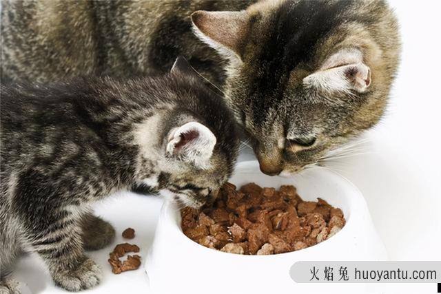 里兜猫粮怎么样(里兜猫粮怎么样测评)