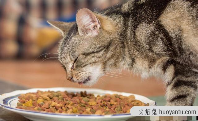 里兜猫粮怎么样(里兜猫粮怎么样测评)