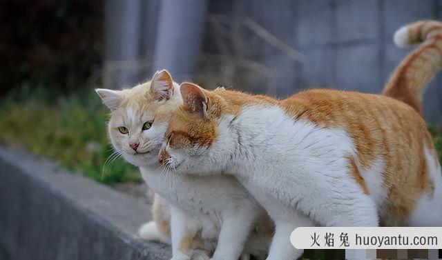 小猫叫声(小猫叫声的含义)