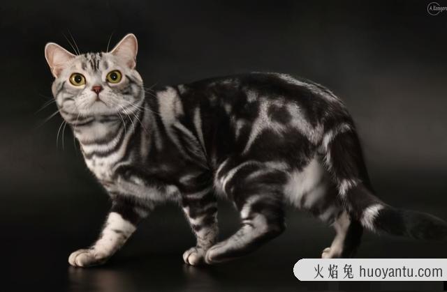 小猫多久打疫苗(小猫多久打疫苗驱虫)