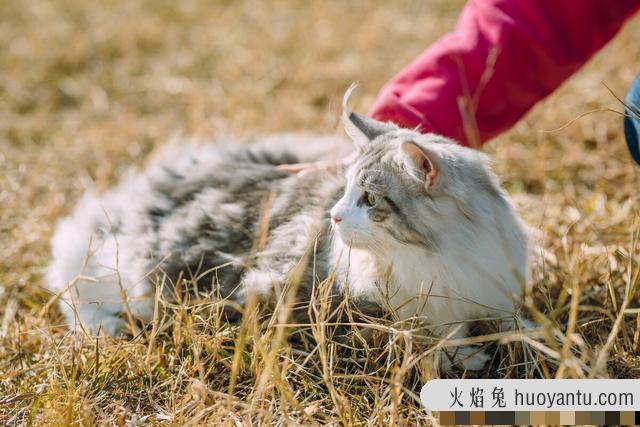 缅因猫为什么不能养(缅因猫为啥不能养)