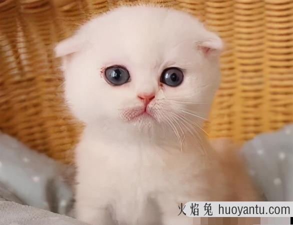 猫咪多大可以驱虫(猫咪多大可以体内驱虫)