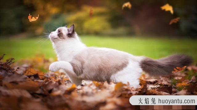 猫传腹传染吗(猫传腹传染别的猫吗)