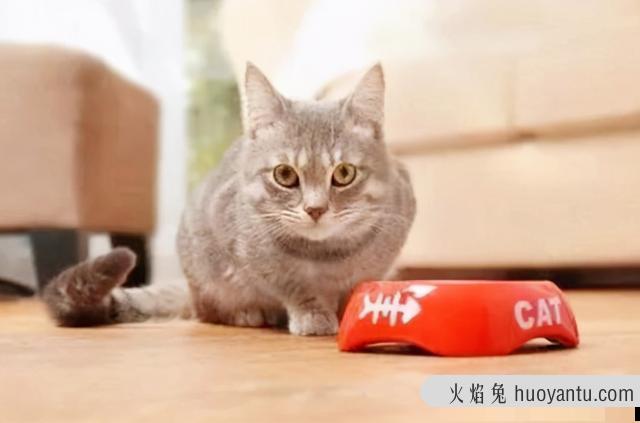 猫不吃猫粮(猫不吃猫粮是什么原因)