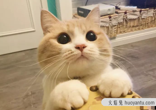 猫咪一直叫(猫咪一直叫是什么原因)