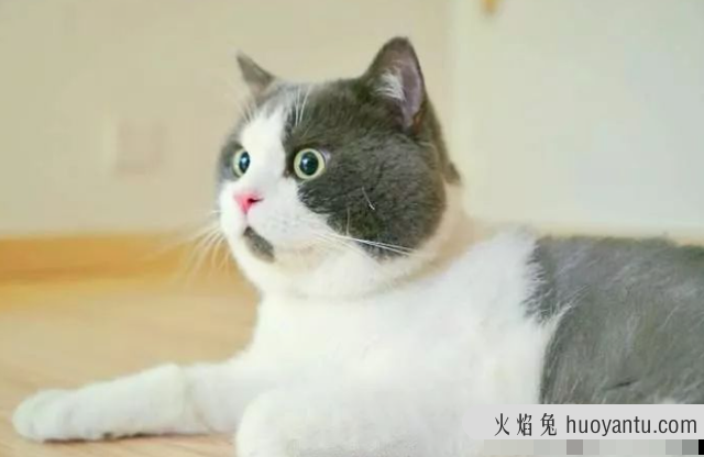 猫咪一直叫(猫咪一直叫是什么原因)