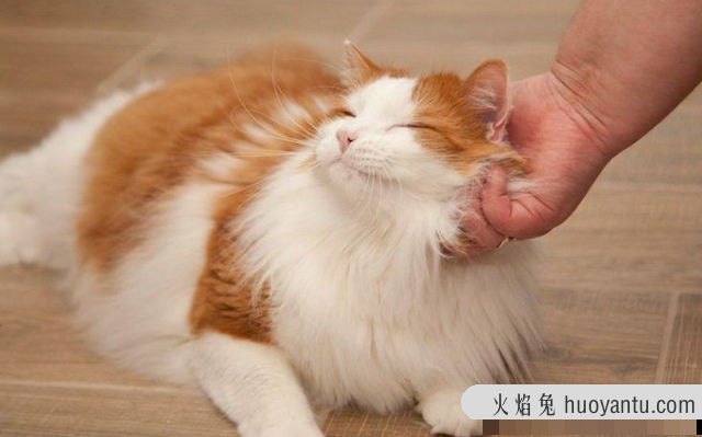 猫咪一直叫(猫咪一直叫是什么原因)