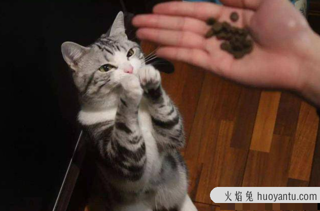 猫咪一直叫(猫咪一直叫是什么原因)