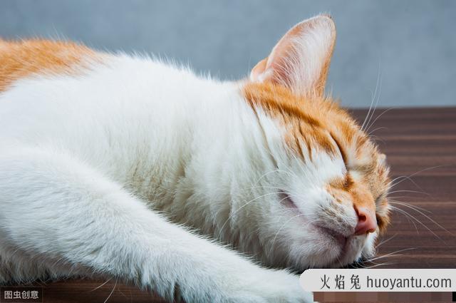 闹猫一般几天(闹猫是什么意思)