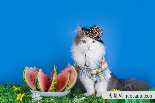 猫可以吃芒果吗(宠物猫可以吃芒果吗)