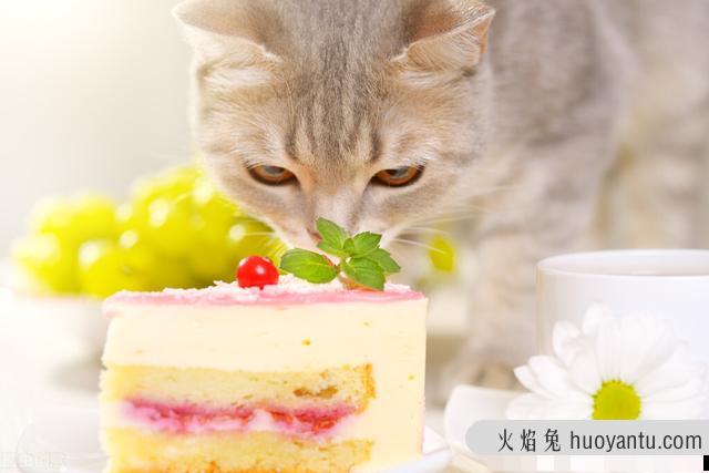 猫可以吃芒果吗(宠物猫可以吃芒果吗)