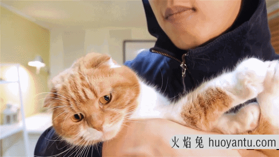 猫咪不让抱怎么办(家里猫咪不让抱怎么办)