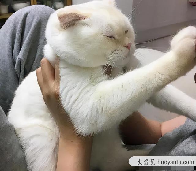 猫咪不让抱怎么办(家里猫咪不让抱怎么办)