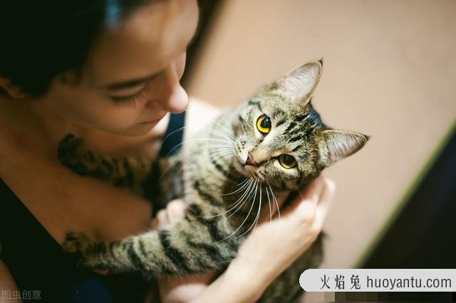 猫咪不让抱怎么办(家里猫咪不让抱怎么办)