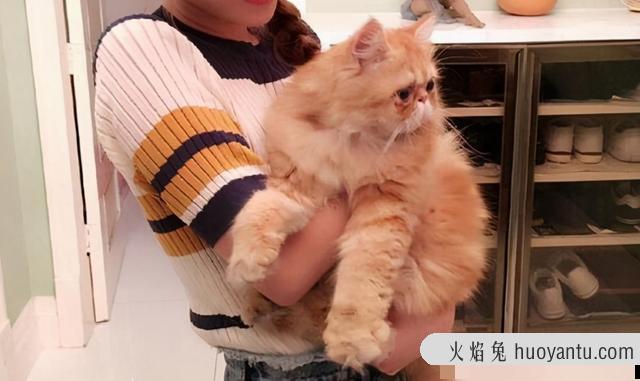 猫咪不让抱怎么办(家里猫咪不让抱怎么办)