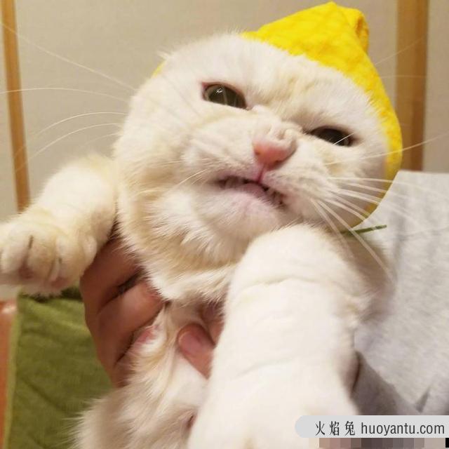 猫咪不让抱怎么办(家里猫咪不让抱怎么办)