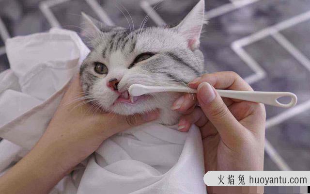 猫咪嘴巴臭怎么办(猫咪嘴巴臭咋办)