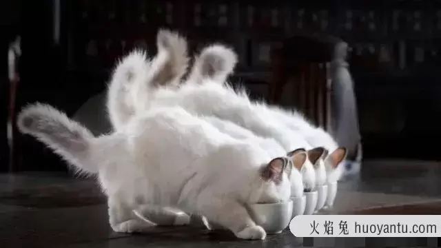 猫咪一天喂几次(猫咪一天喂几次比较好)