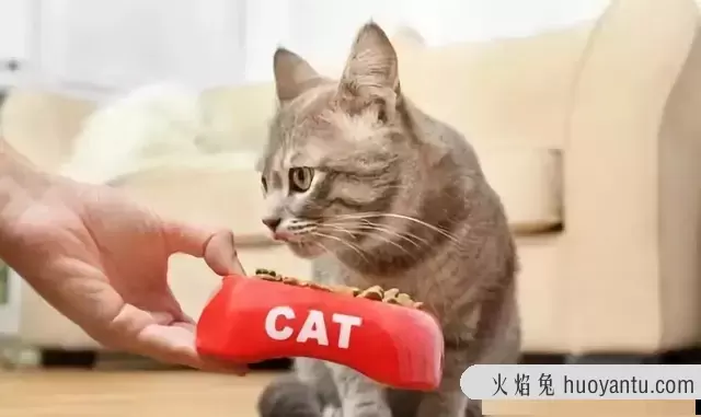 猫咪一天喂几次(猫咪一天喂几次比较好)