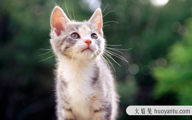 如何养猫(新手如何养猫)