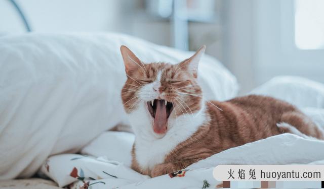 如何养猫(新手如何养猫)