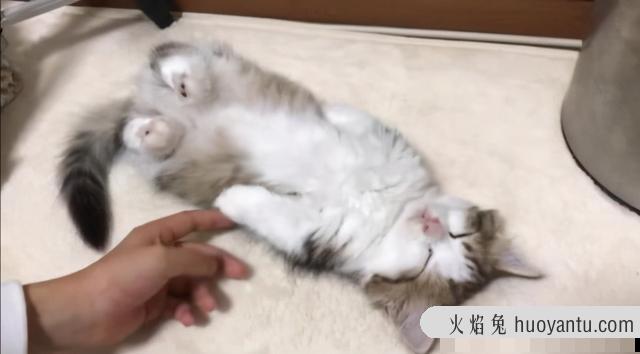 猫咪尾巴竖起来颤动(猫咪尾巴竖起来颤动一直叫)